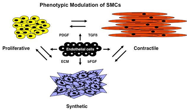 Brenda Lilly Lab phenotypic modulation of SMCs