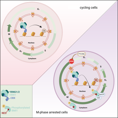 Schematic illustration of BMI-1 active translocation from the nucleus to the cytoplasm following phosphorylation. In normal cycling cells, BMI-1 in the PRC1 complex, facilitates the monoubiquitinating of histone H2A at lysine 119. However, in M phase arrested cells induced by PTC596, BMI-1 is phosphorylated leading to its disassociation from the PRC1 complex, and subsequent translocation to the cytoplasm mediated by its NES and CRM1
