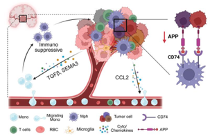 Scientific schematic illustrating tumor-macrophage crosstalk within the tumor microenvironment. A cross-section of a blood vessel runs along the bottom, with circulating immune and blood cells shown in different colors. Monocytes migrate from the bloodstream into tumor tissue, where they differentiate into macrophages and microglia-like cells. The tumor mass is depicted as a cluster of multicolored cells surrounding a highlighted interaction area. Arrows indicate signaling pathways involving TGF-β, SEMA3, CCL2 chemokines, CD74, and APP. On the right side, APP expression is shown decreasing (red downward arrow) as APP-CD74 interactions between tumor cells and immune cells are illustrated. A color-coded legend identifies monocytes, migrating monocytes, macrophages, microglia, T cells, red blood cells, tumor cells, cytokines, chemokines, CD74, and APP.