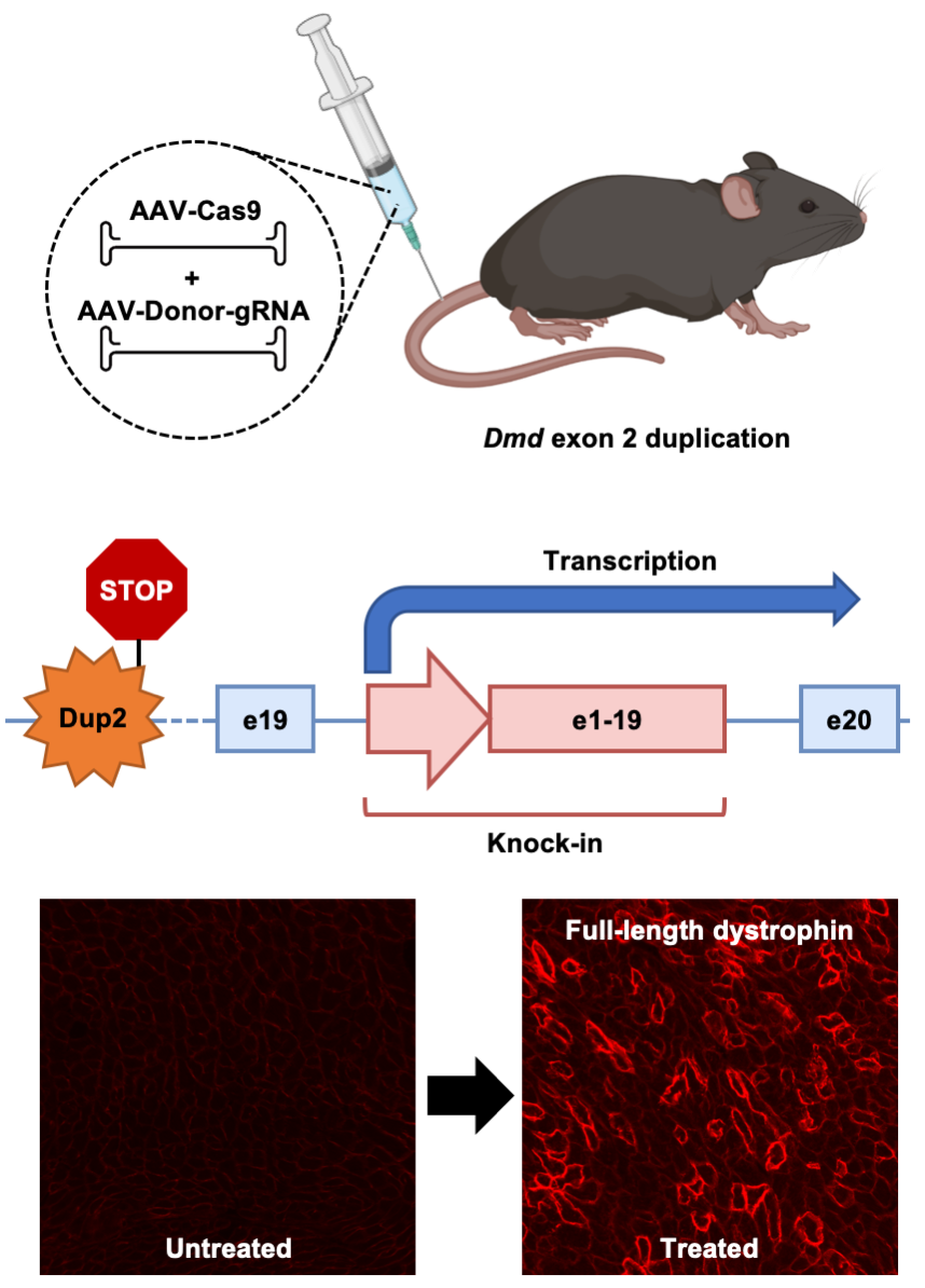 Illustration of how homology-independent targeted integration (HITI)-based gene editing can be used to correct mutations in the DMD gene and restore dystrophin expression.