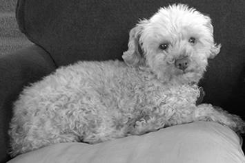 Center for Injury Research and Policy Poisoning Safety