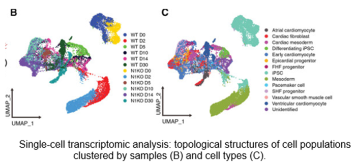 Single cell transcription analysis