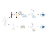 Induced Pluripotent Stem Cells Core