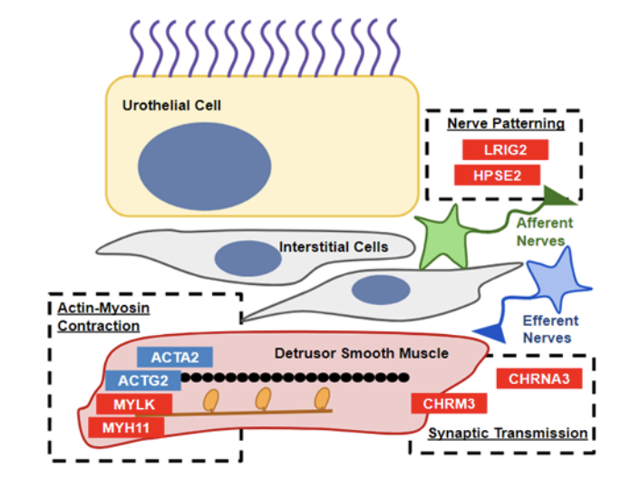 Diagram illustrating the cellular and molecular components of the lower urinary tract. At the top, a large yellow urothelial cell with purple hair-like structures is shown. Below are gray interstitial cells and green afferent nerves, with blue efferent nerves to the right. The detrusor smooth muscle is depicted in pink at the bottom, containing black actin filaments and orange myosin heads. Labeled genes and proteins include ACTA2, ACTG2, MYLK, MYH11 for actin-myosin contraction, CHRM3 and CHRNA3 for synaptic transmission, and LRIG2 and HPSE2 for nerve patterning.
