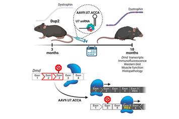 Virally-delivered U7snRNAs that target exons can induce significant exon skipping.  In this example, the U7snRNA targets exon 2 within the mouse Dup2 model carrying a duplication of that exon.  Complete skipping of exon 2 can still result in dystrophin expression via use of a downstream translational initiation site.