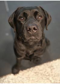 Butterfly Paws Therapy Dog - Atlas