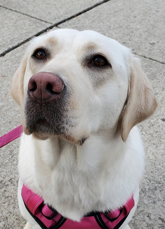 Picture of Bindi, a labrador retriever sitting with a pink harness.