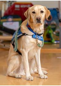 Butterfly Paws Therapy Dog Program