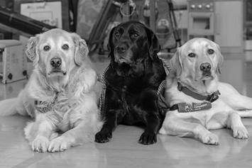 Butterfly Paws Facility Dogs