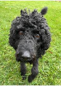 Butterfly Paws Therapy Dog Program