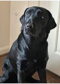 Butterfly Paws Therapy Dog