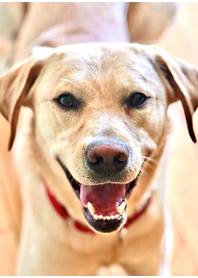 Butterfly Paws Therapy Dog