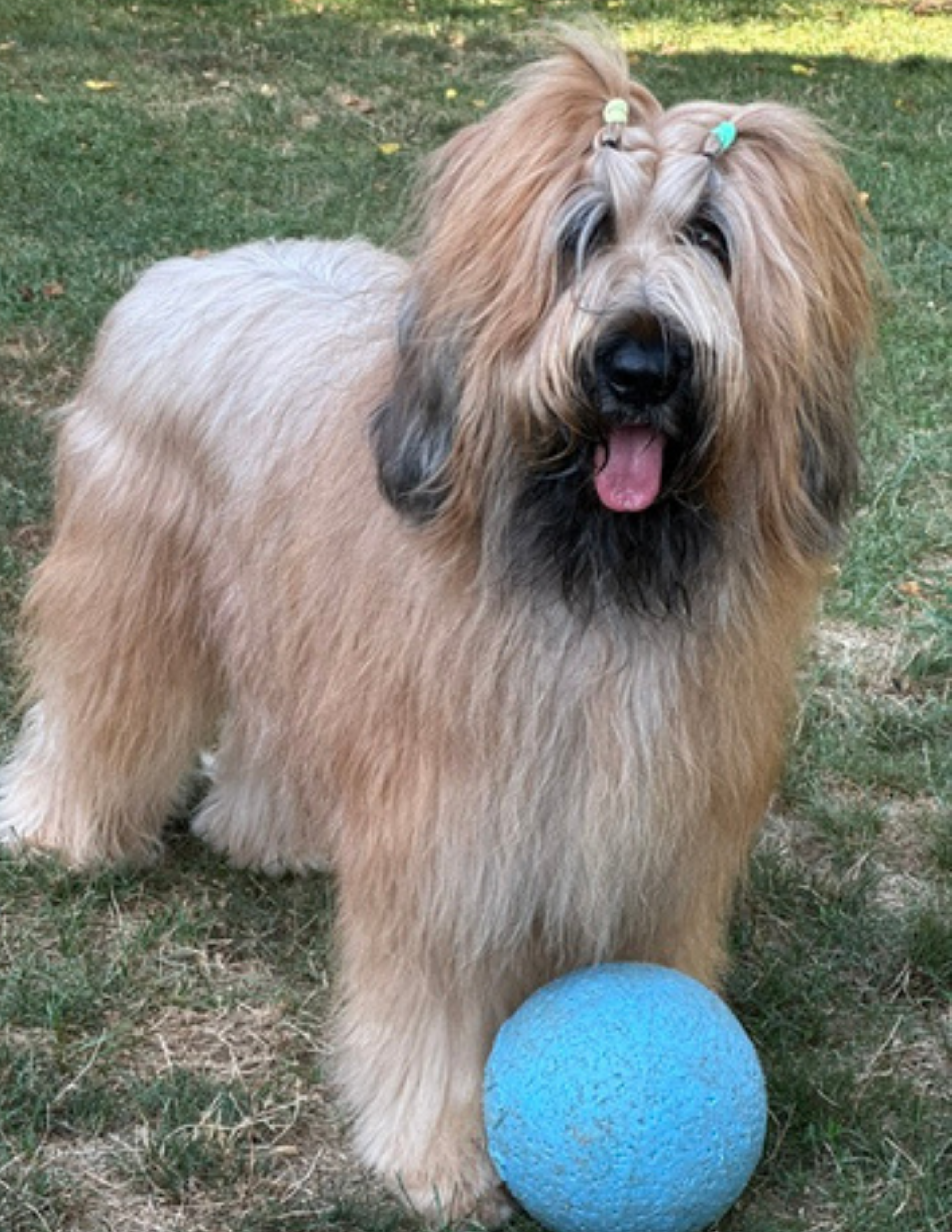 Butterfly Paws therapy dog BYX, a Briard dog with a blue ball.