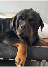 Butterfly Paws Therapy Dog