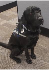 Butterfly Paws Therapy Dog
