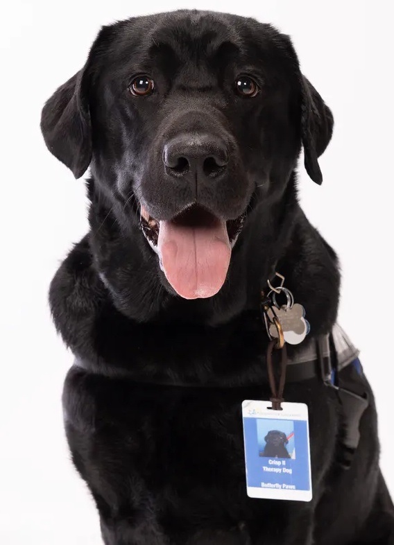 Crisp the therapy dog