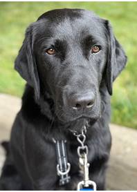 Butterfly Paws Therapy Dog - Elvis