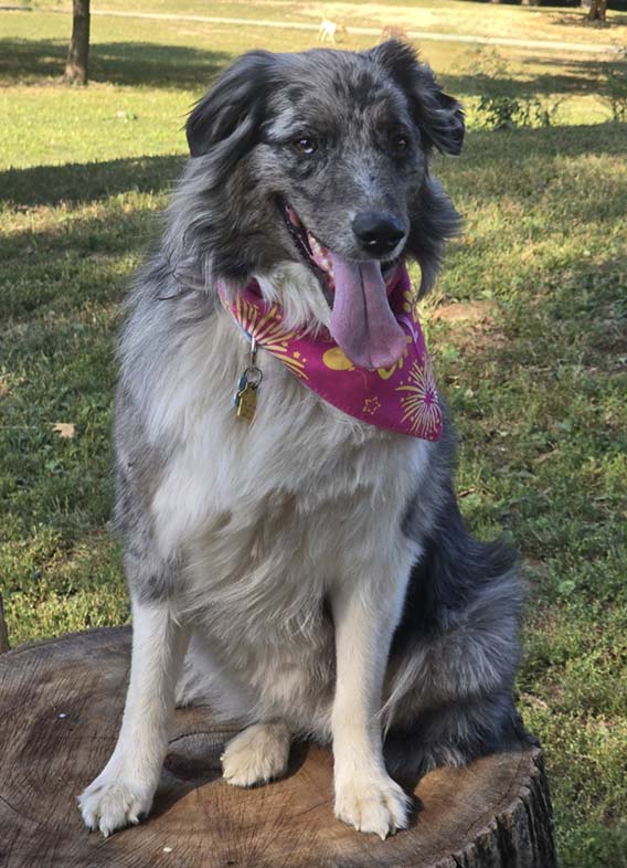 Butterfly Paws Therapy Dog - Greta