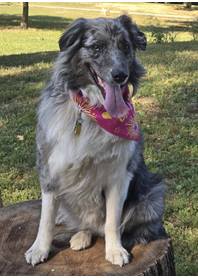 Butterfly Paws Therapy Dog - Greta