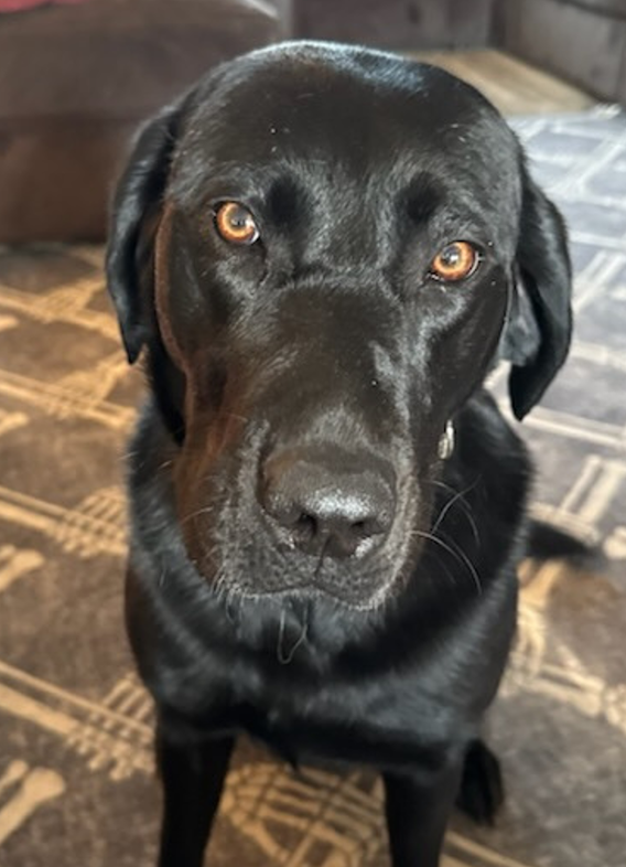 Picture of Hallie, a black labrador retriever sitting.