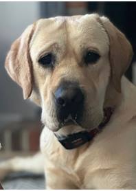 Butterfly Paws Therapy Dog - Hank