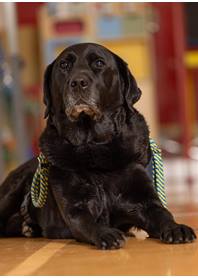 Butterfly Paws Therapy Dog Program