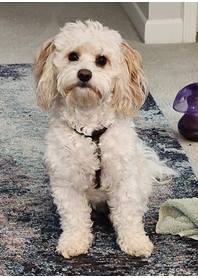Butterfly Paws Therapy Dog