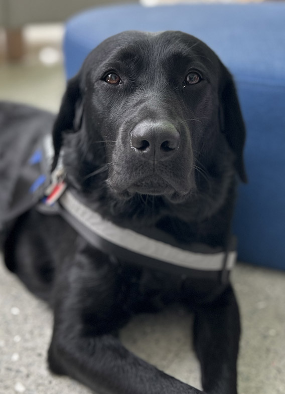 Picture of Josie, a black labrador retriever sitting on the ground.