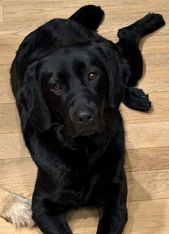 Picture of Josie, a black labrador Retriever laying on the ground.