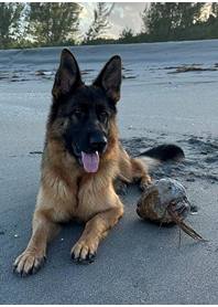 Butterfly Paws Therapy Dog Program