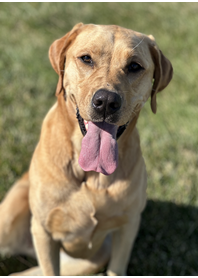 Butterfly Paws Therapy Dog Program