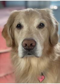 Butterfly Paws Therapy Dog - Lovey