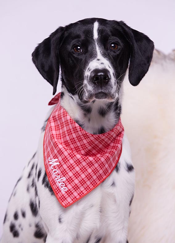 Picture of Marlee, a Dalmatian Lab Mix with a red bandana.