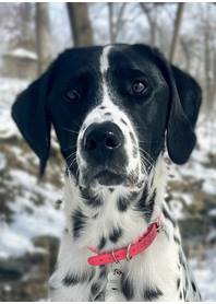 Butterfly Paws Therapy Dog