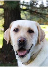 Butterfly Paws Therapy Dog Program