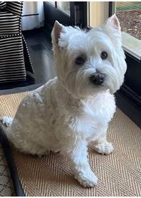Butterfly Paws Therapy Dog - Mozart
