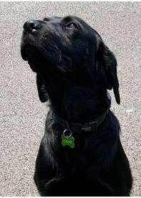 Butterfly Paws Therapy Dog Murphy