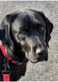 Butterfly Paws Therapy Dog - Archie