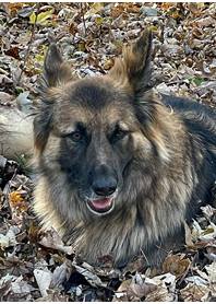 Butterfly Paws Therapy Dog