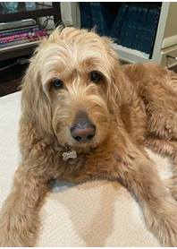 Butterfly Paws Therapy Dog Program