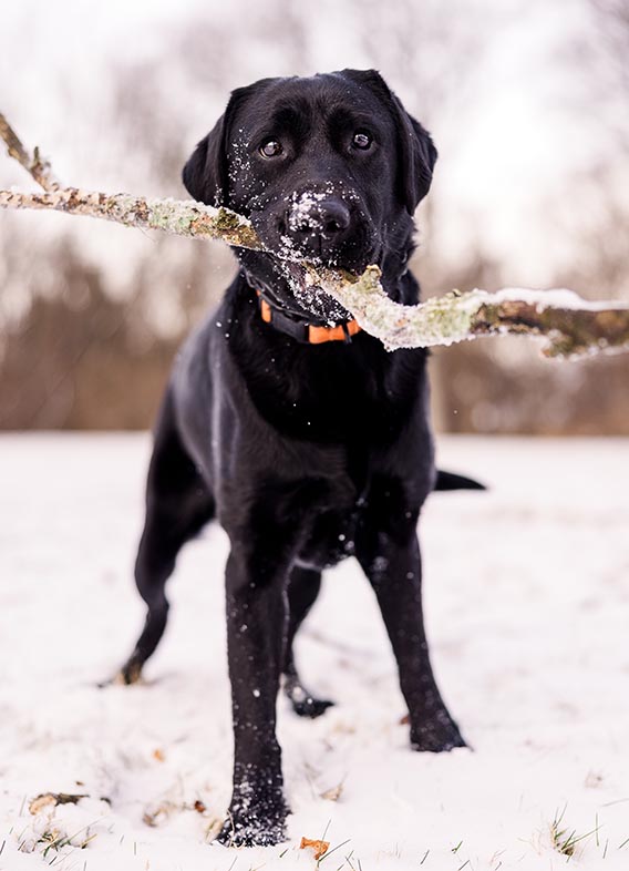 Image of Otter, a black labrador retriever in the snow with a large stick in his mouth.
