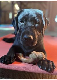 Butterfly Paws Therapy Dog - Poppy
