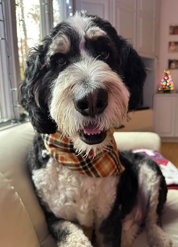 Butterfly Paws Therapy Dog - Ridley