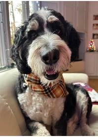 Butterfly Paws Therapy Dog - Ridley