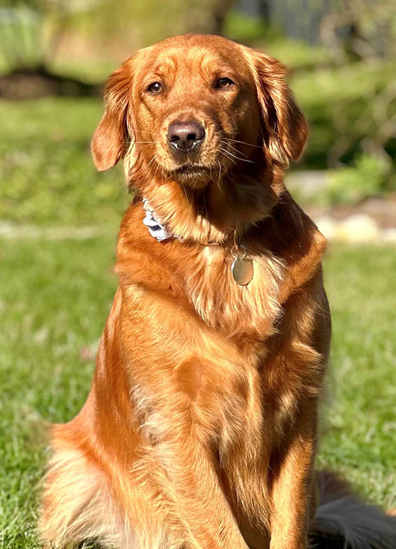 Butterfly Paws Therapy Dog Riley