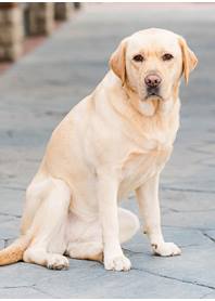 Butterfly Paws Therapy Dog Program