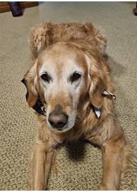 Butterfly Paws Therapy Dog Program