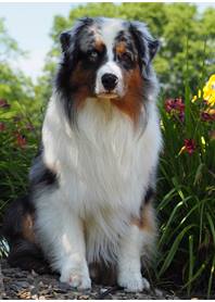 Butterfly Paws Therapy Dog Program