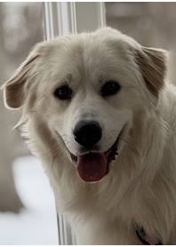 Butterfly Paws Therapy Dog - Suki