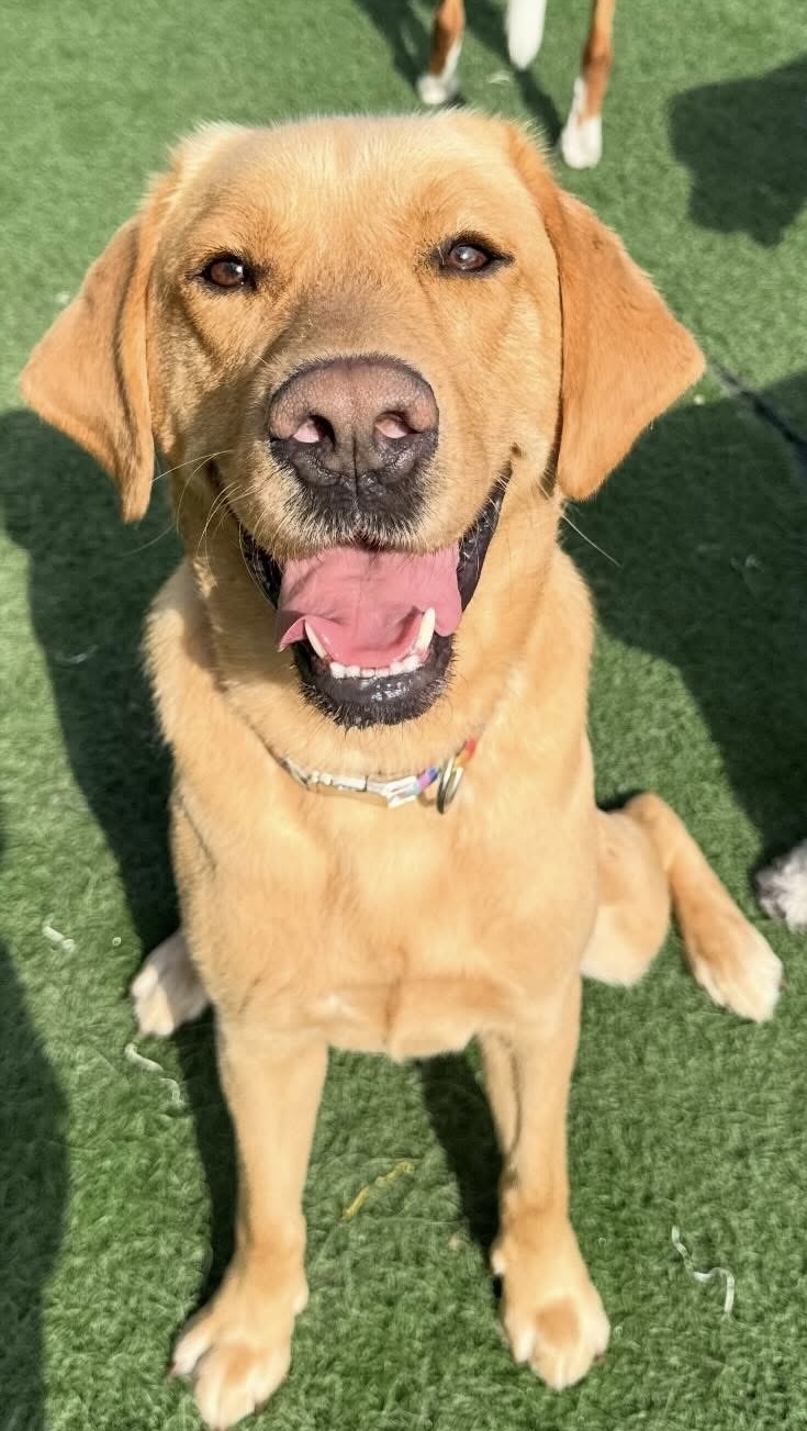 Picture of Butterfly Paws therapy dog Sully, a happy yellow lab sitting in the grass.